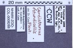 Etiketten zu Cardiotarsus rotundicollis (Fleutiaux, 1931) (NHMW-ZOO-COL-0008268)